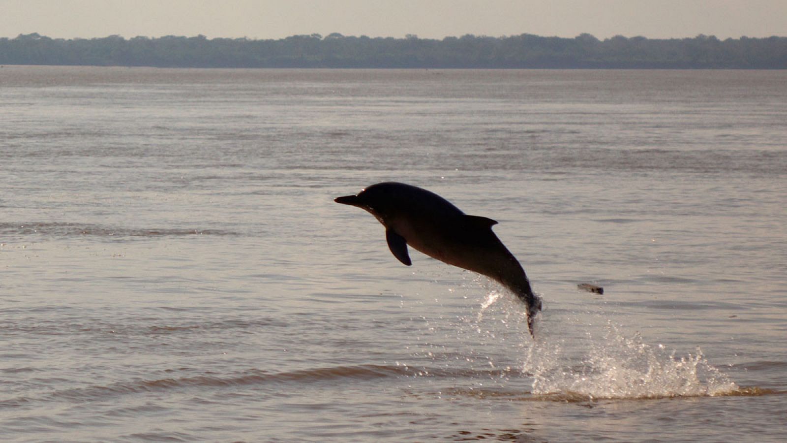 La megafauna de agua dulce incluye animales que pesan 30 kg. o más, como delfines de río, castores, cocodrilos, tortugas gigantes...