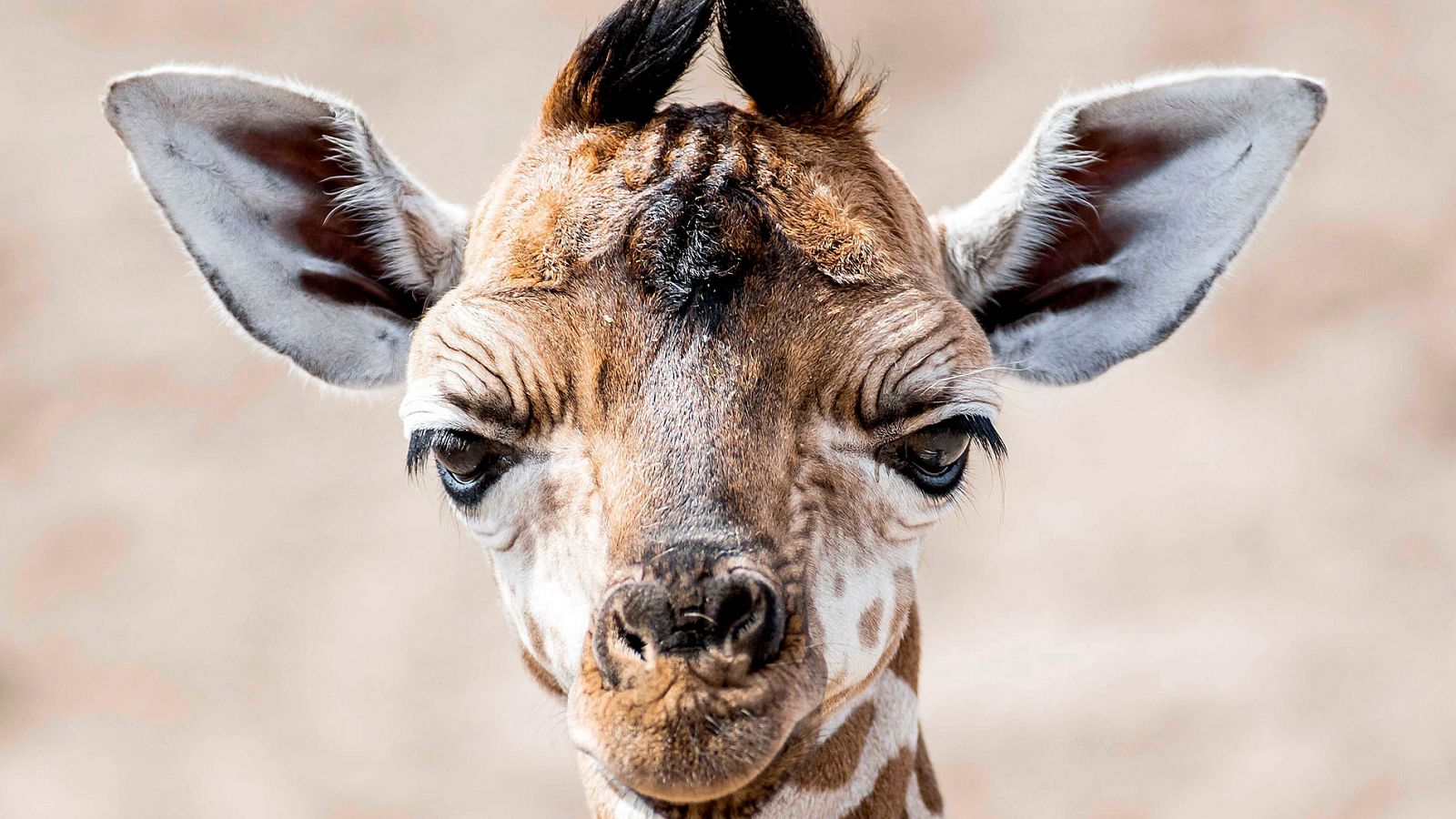 El comercio de jirafas quedará restringido por la caída de su población.