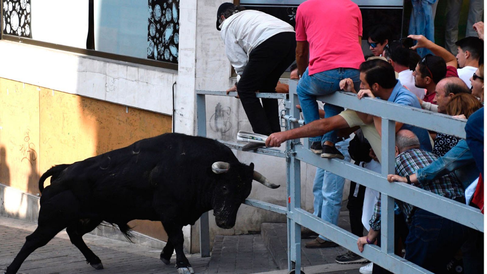 Un toro cornea la talanquera en las calles de Cuéllar.