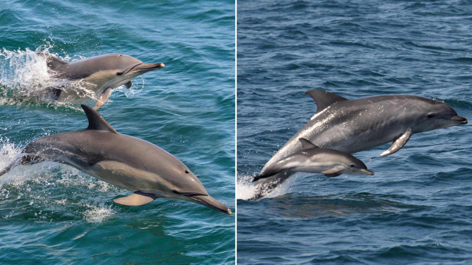 Ejemplares de delfín común (I) y delfín mular (D).