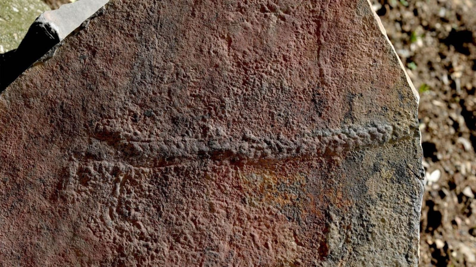 Rastro fosilizado del animal Yilingia spiciformis, que data de hace 550 millones de años.