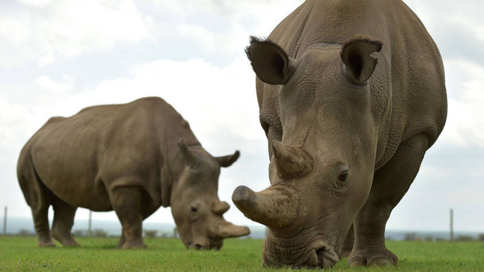 Najin (I) y Fatu, las dos únicas rinocerontes blancos del norte supervivientes.