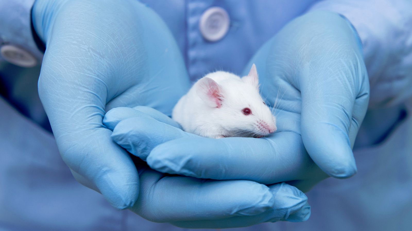 Los ratones son, con mucha diferencia, los animales más empleados en experimentación científica.