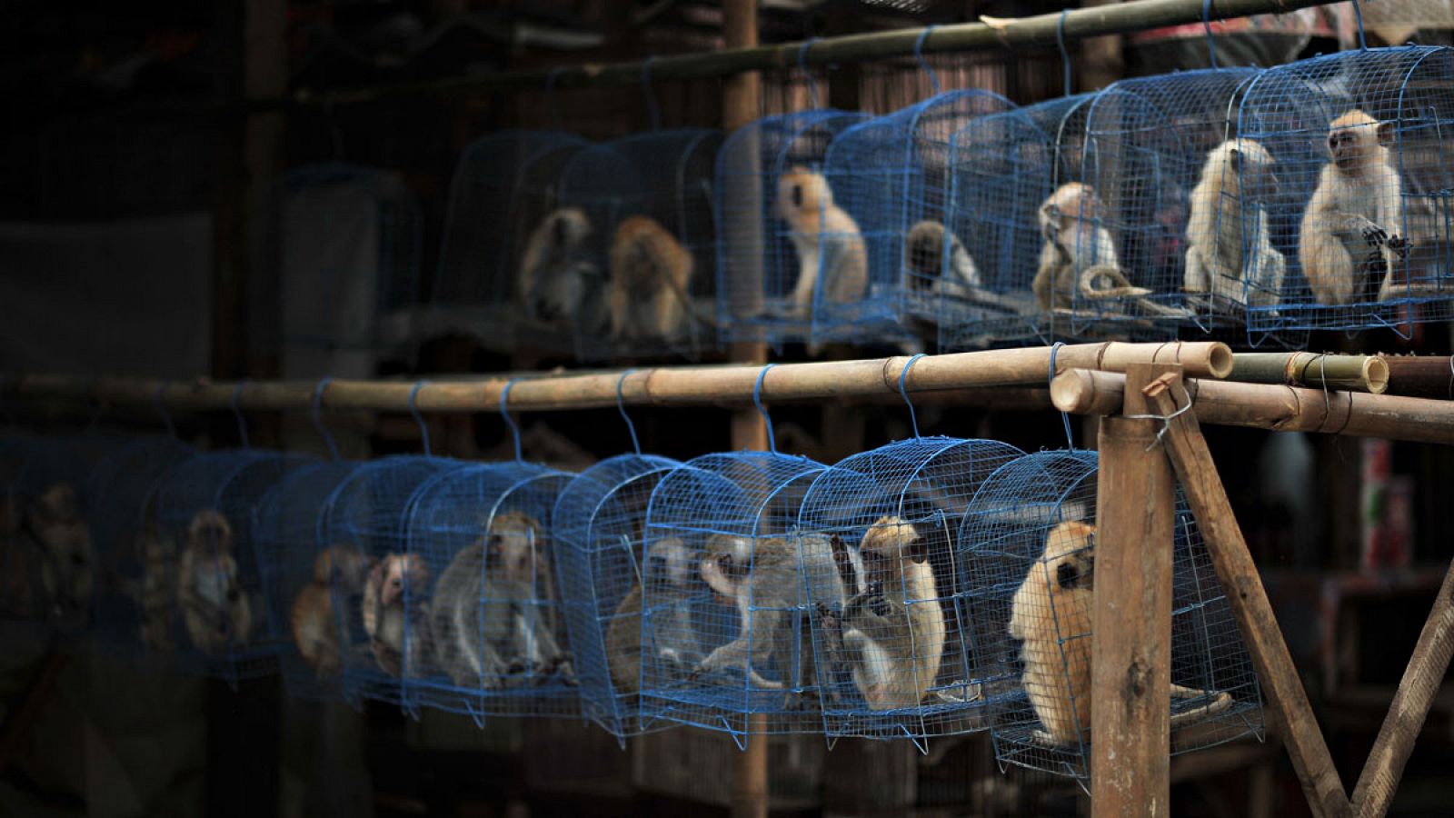 Monos a la venta en un mercado de Indonesia.