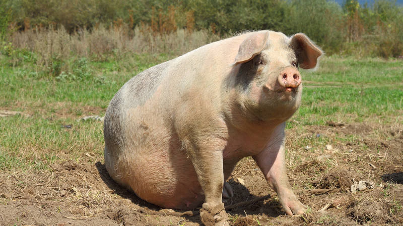 Las autoridades locales en China se han visto forzadas a impulsar la producción de carne porcina.