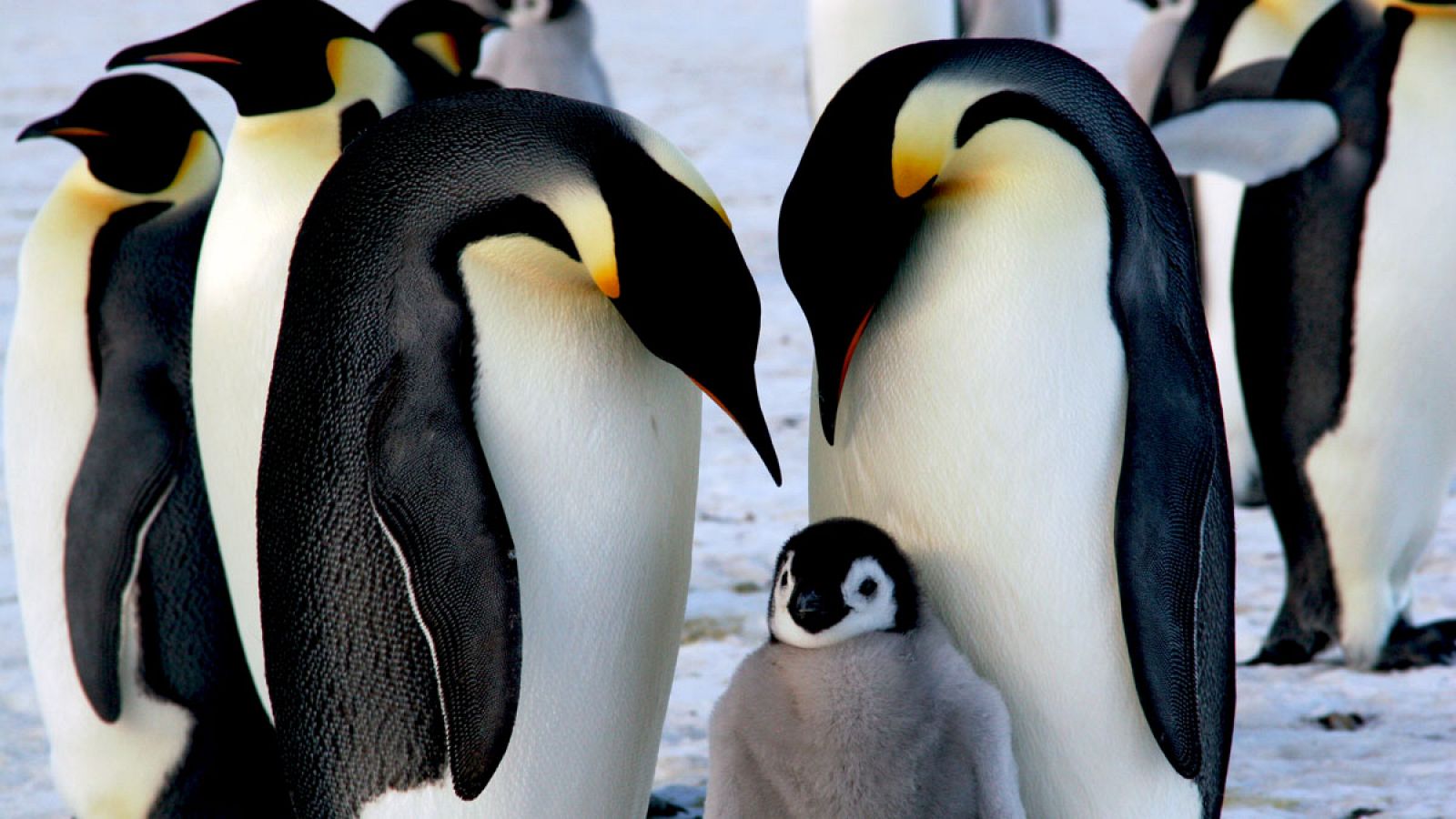 Imagen de un grupo de pingüinos emperador.