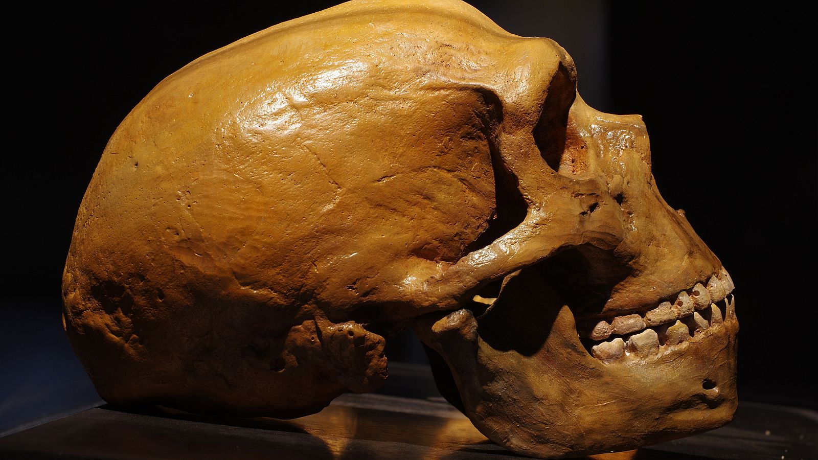 Cráneo neandertal.