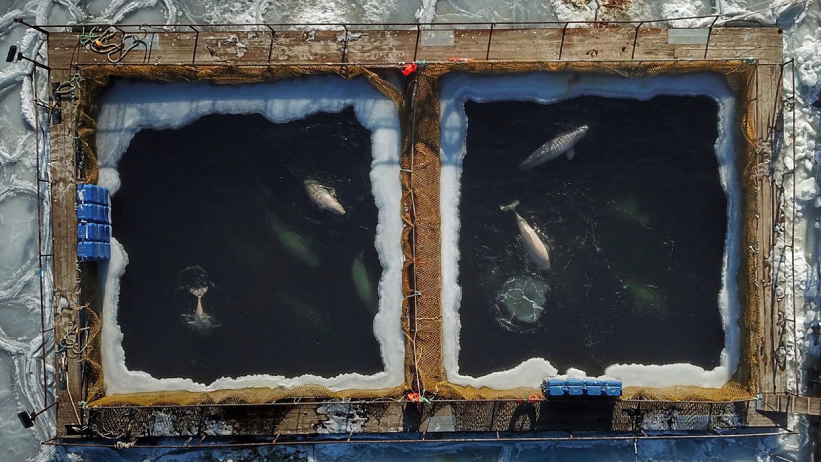 En total llegó a haber 90 belugas, 11 orcas y cinco crías de morsa en la "prisión de ballenas" desde el verano de 2018.