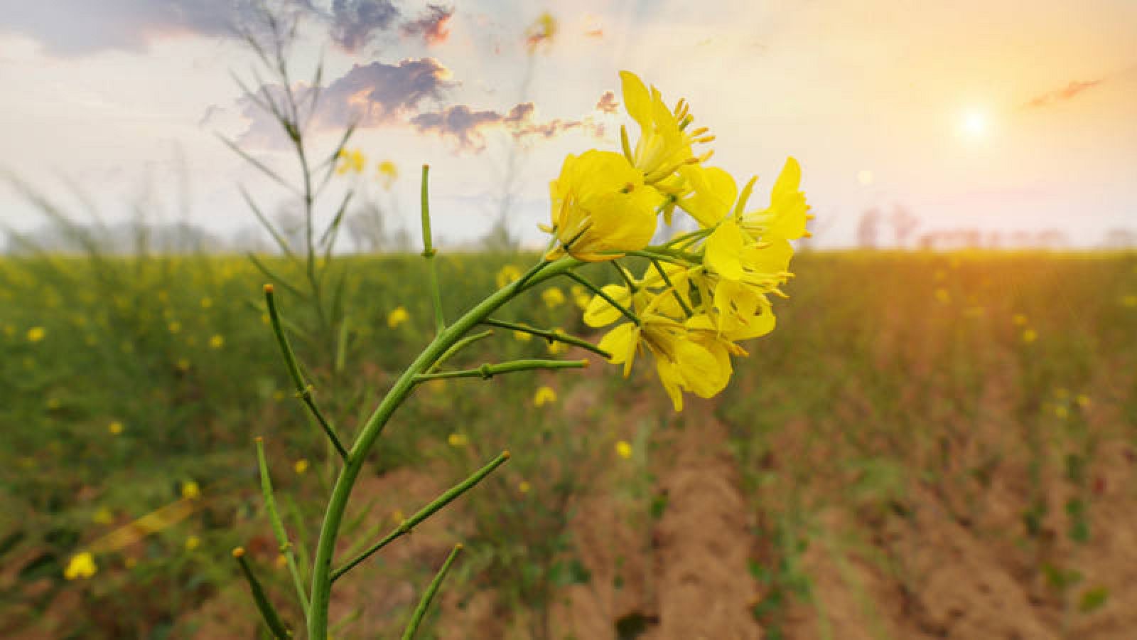 AQUÍ LA TIERRA: ¿Cómo cultivar planta de mostaza? | RTVE