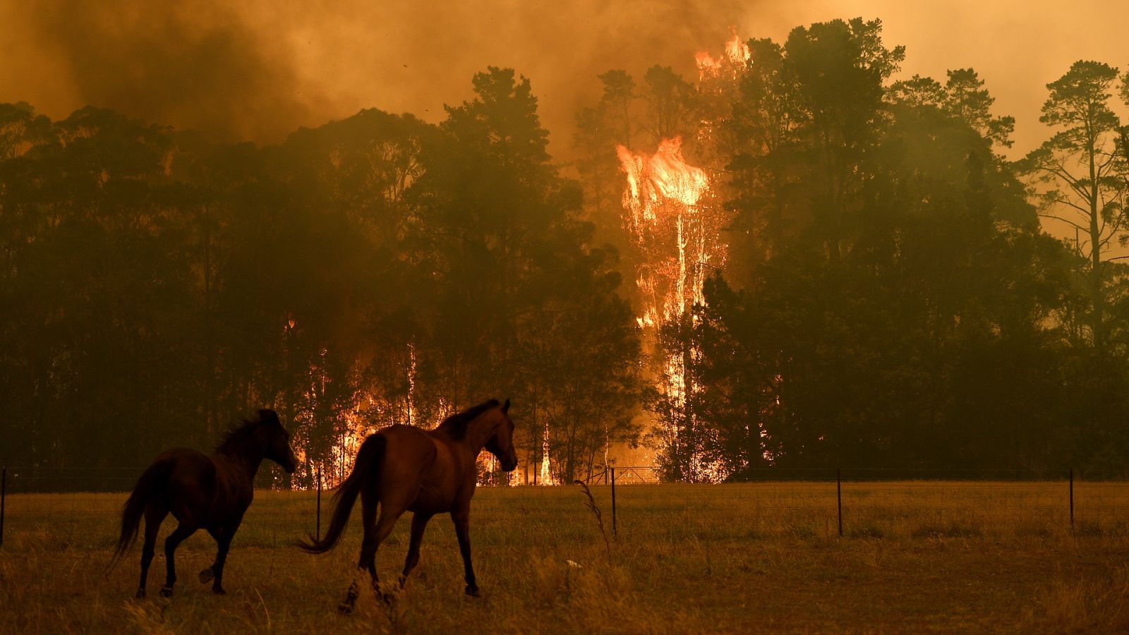 Caballos huyendo de las llamas en Nueva Gales del Sur