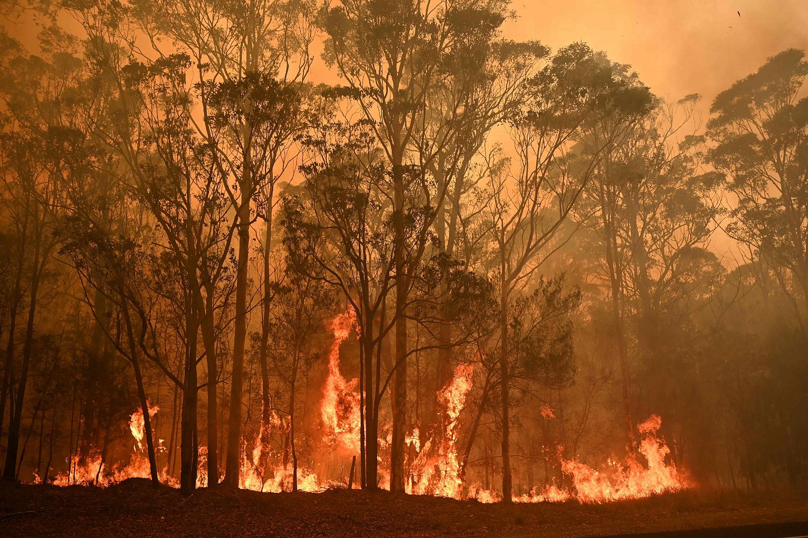 Las llamas devoran un bosque en la ciudad de Moruya