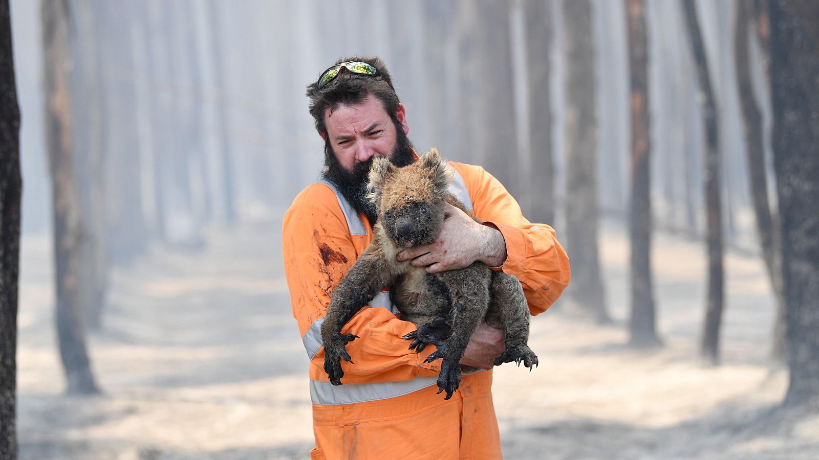 Un rescatista sostiene en brazos a un koala después de haberle salvado del fuego.