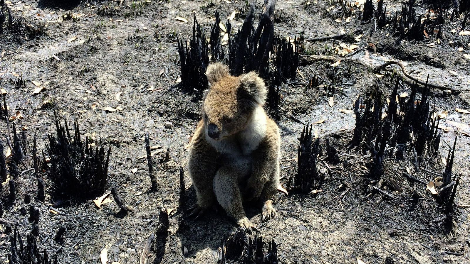 La oleada de incendios forestales que está azotando desde hace meses la costa este de Australia ya se ha cobrado la vida de 29 personas y de centenares de millones de animales.