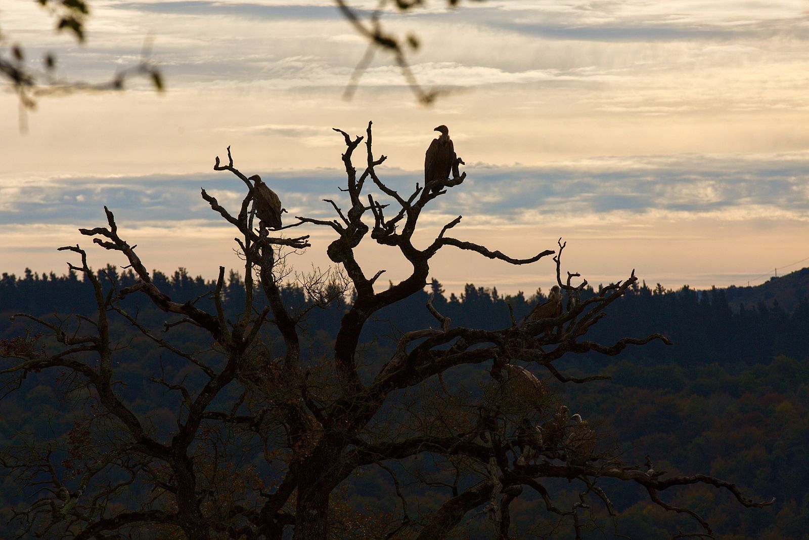 Imagen de archivo de un grupo de buitres posado en un árbol.