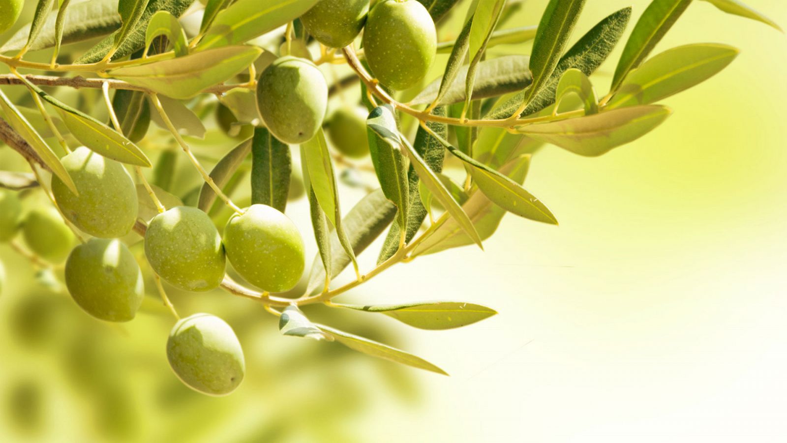 Detalle de un olivo cargado de aceitunas
