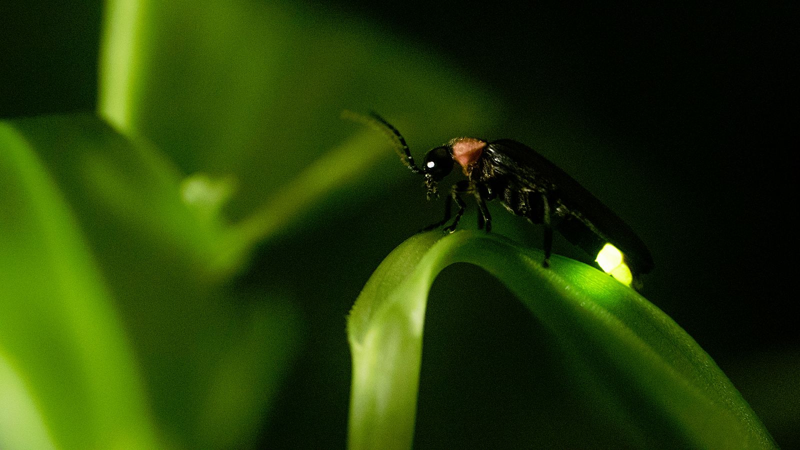 Las luciérnagas pertenecen a un grupo de insectos con más de 2.000 especies diferentes repartidas por todo el mundo.