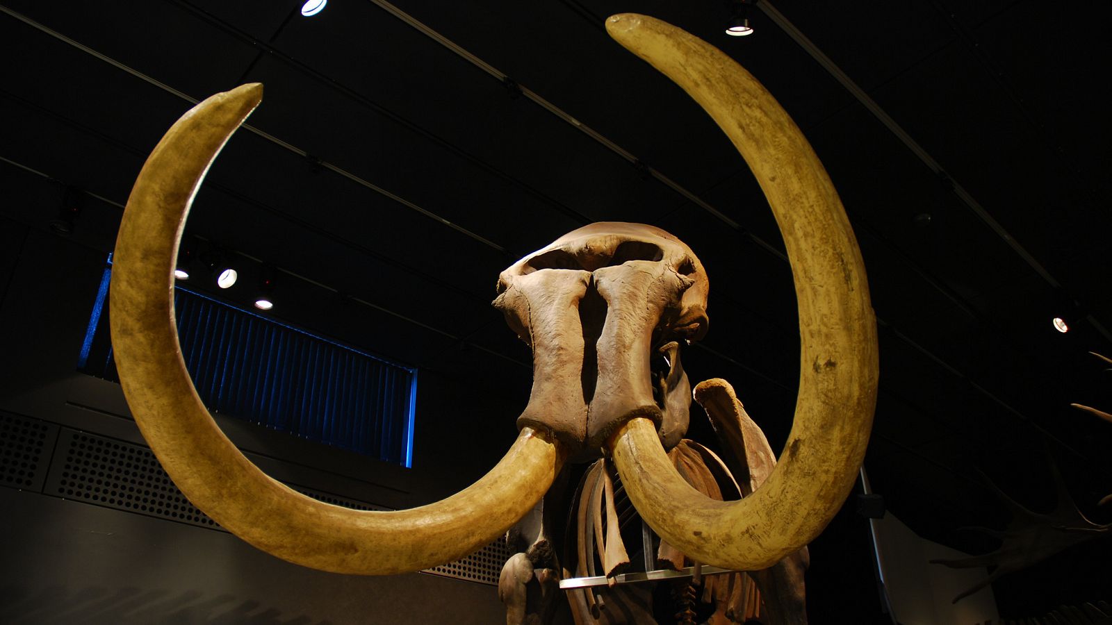 Los mamuts son un género extinto de mamíferos proboscídeos de la familia Elephantidae.