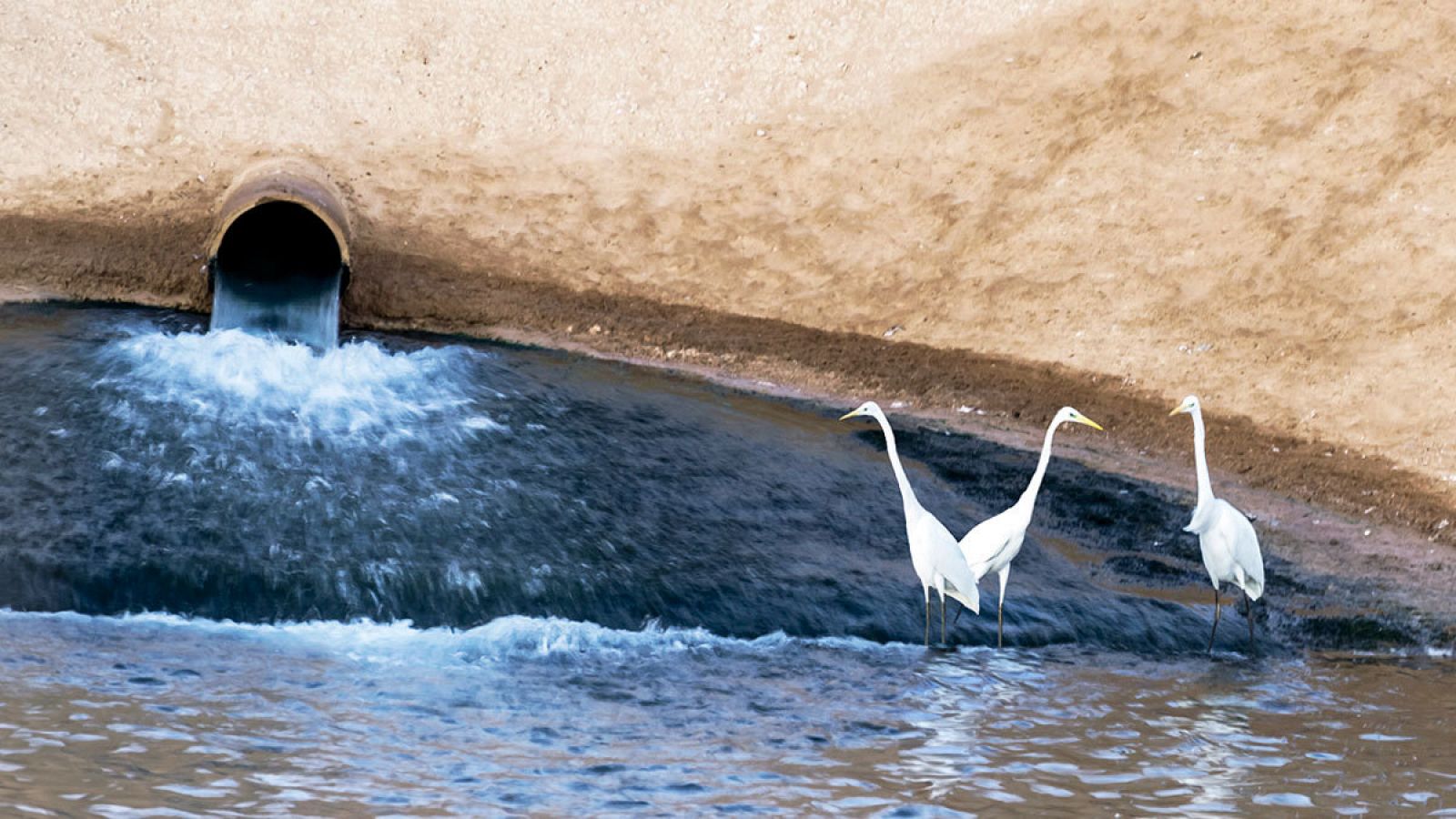 Aves se bañan cerca de una salida de aguas residuales