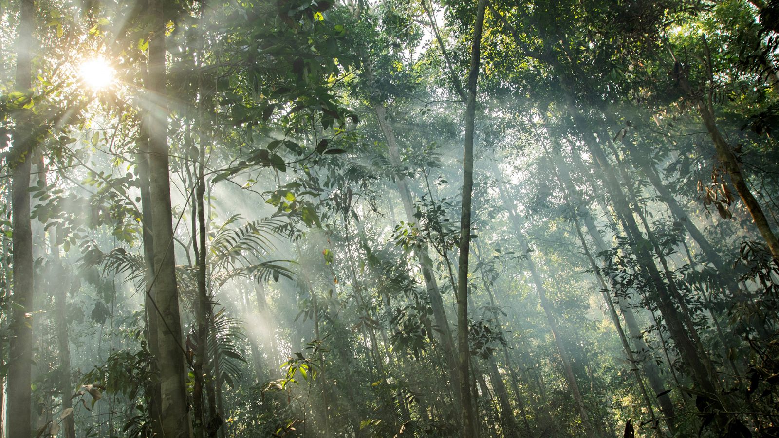 El Amazonas podría acabar convertido en un ecosistema similar a la sabana.