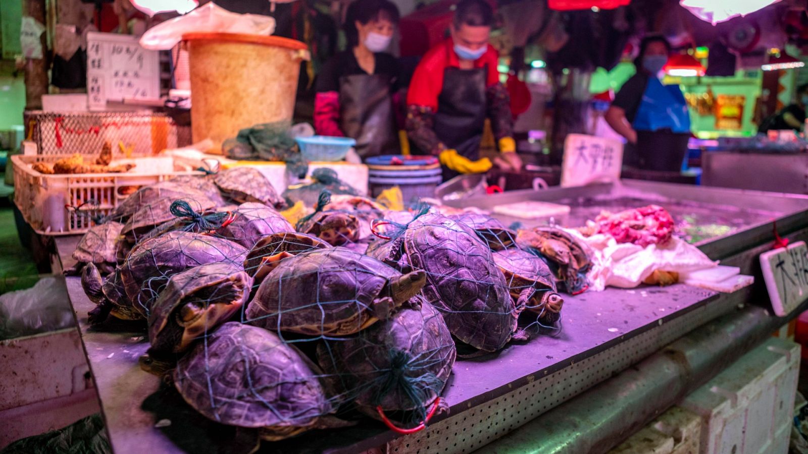 Venta de tortugas vivas en el mercado de agricultores de Xihua en Guangzhou, provincia de Guangdong, China