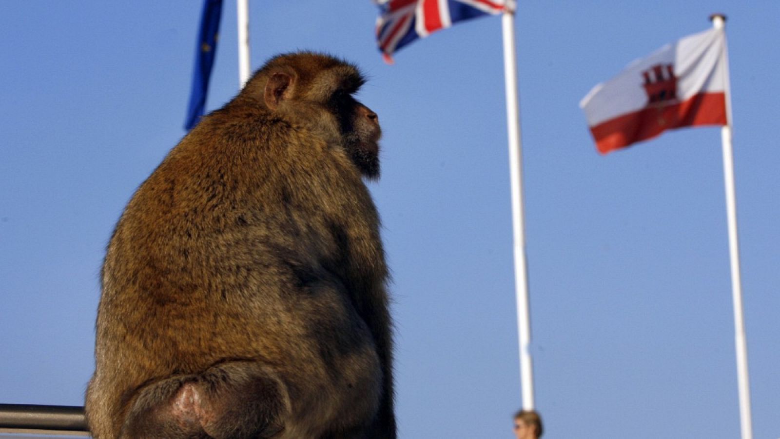 Imagen de uno de los famosos monos que viven en el peñón de Gibraltar.