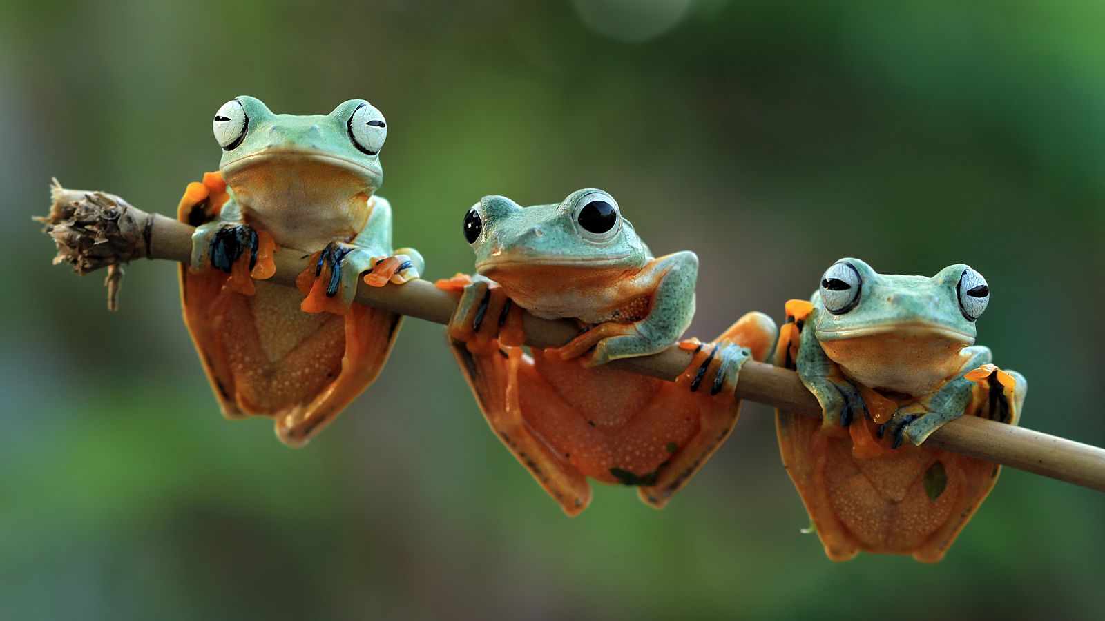 La naturaleza está "al borde del colapso", y es "probable" que en las próximas décadas desaparezcan un millón de especies.