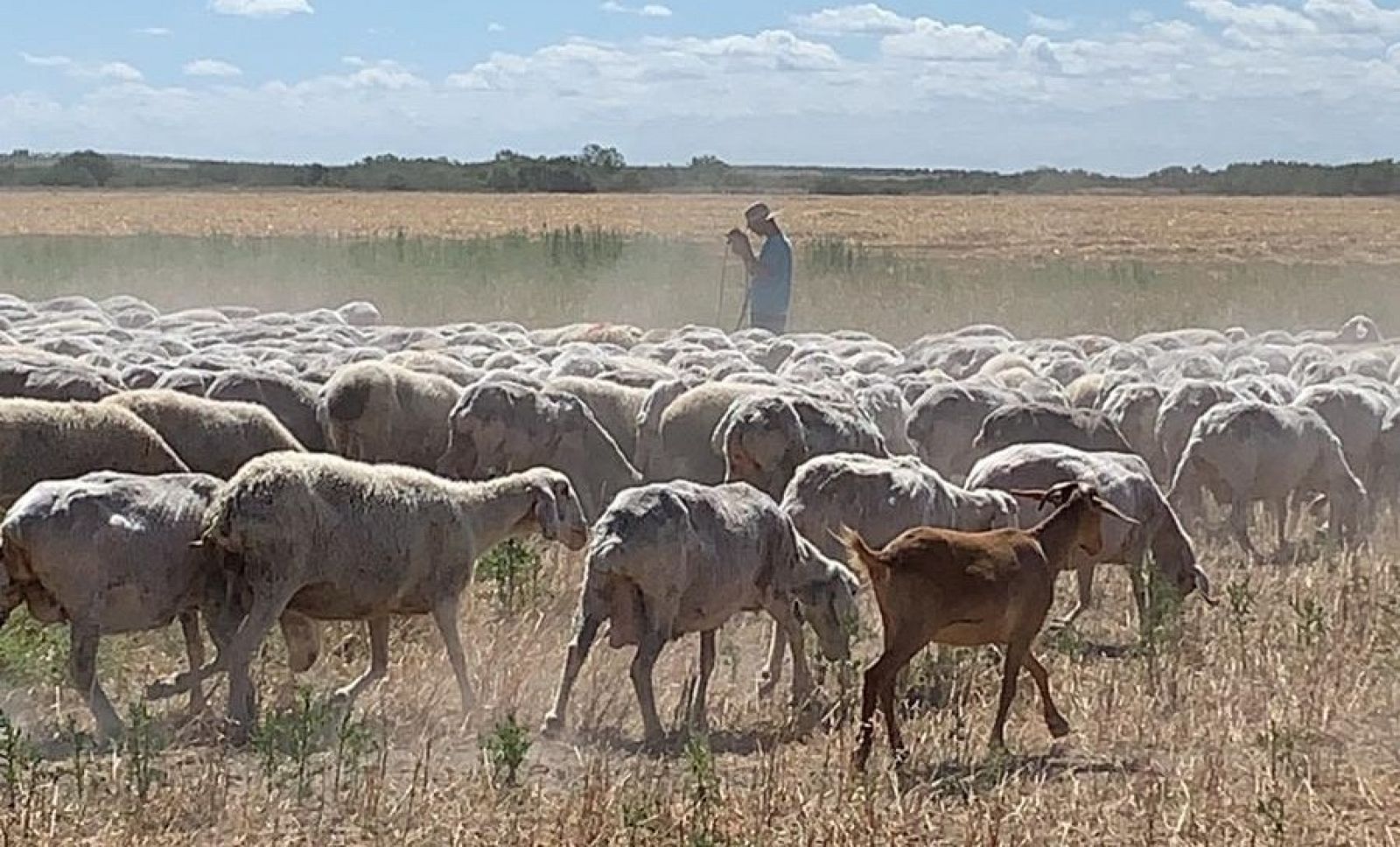 El coronavirus ha supuesto un duro  golpe para los productores de ovino y caprino, que tiene su principal vía de distribución en hoteles, restaurantes y cátering.