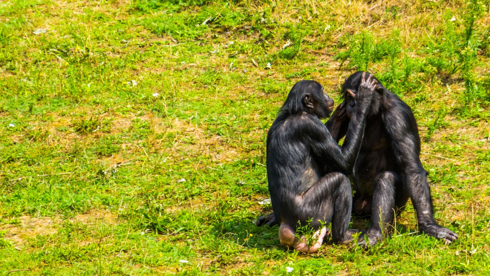 Aquí la Tierra - Pareja de bonobos en la selva
