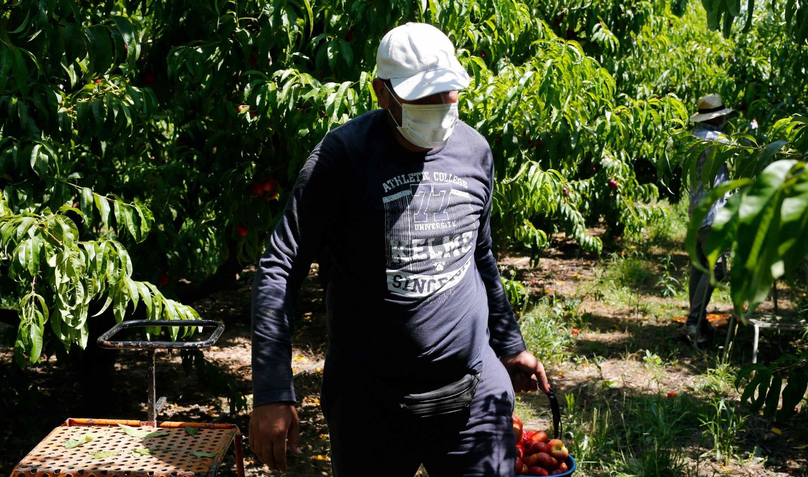 Un temporero recolecta frutas en Fraga el 25 de junio