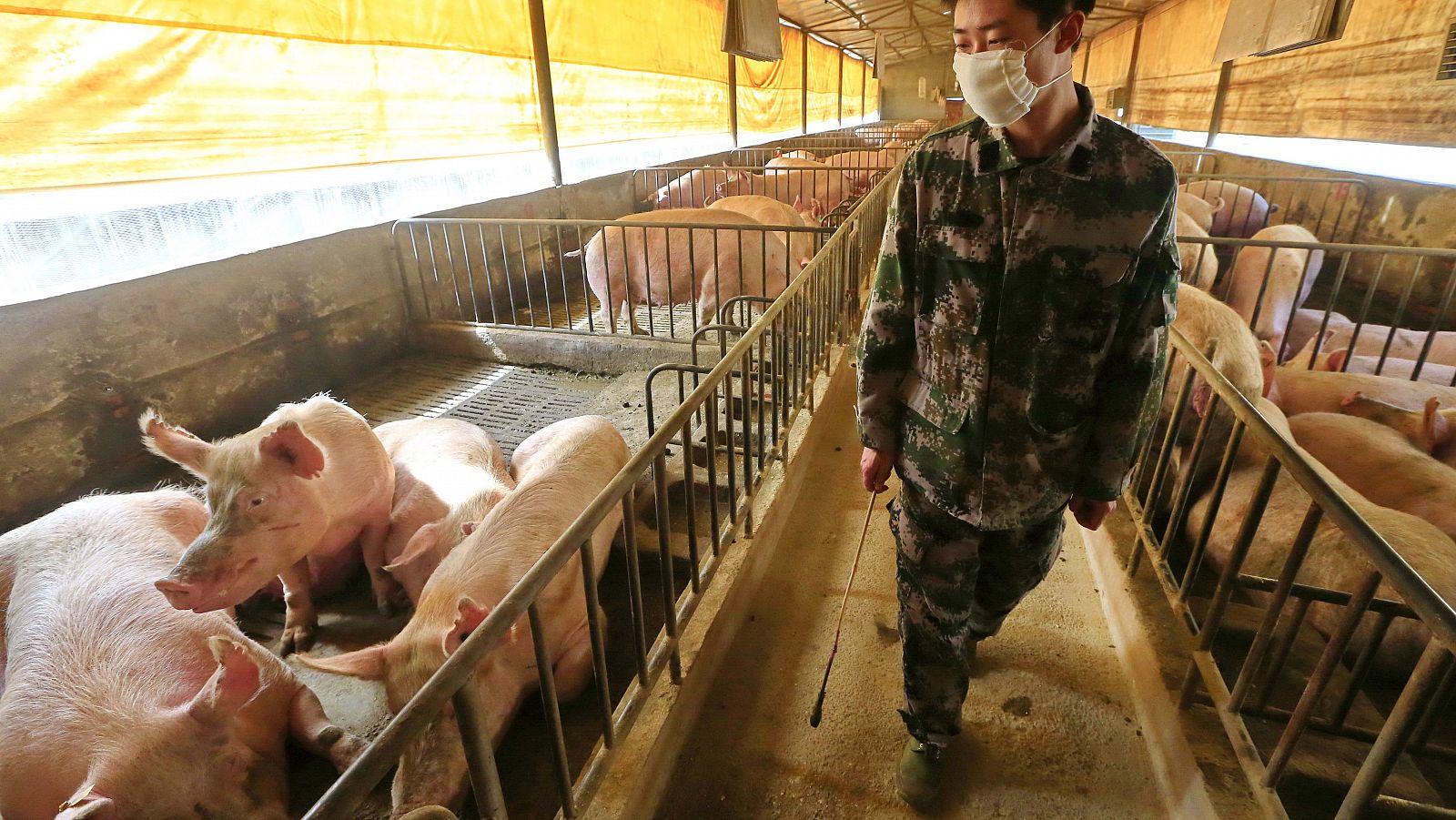 Trabajador de una granja porcina de Suining, en la provincia china de Sichuan.