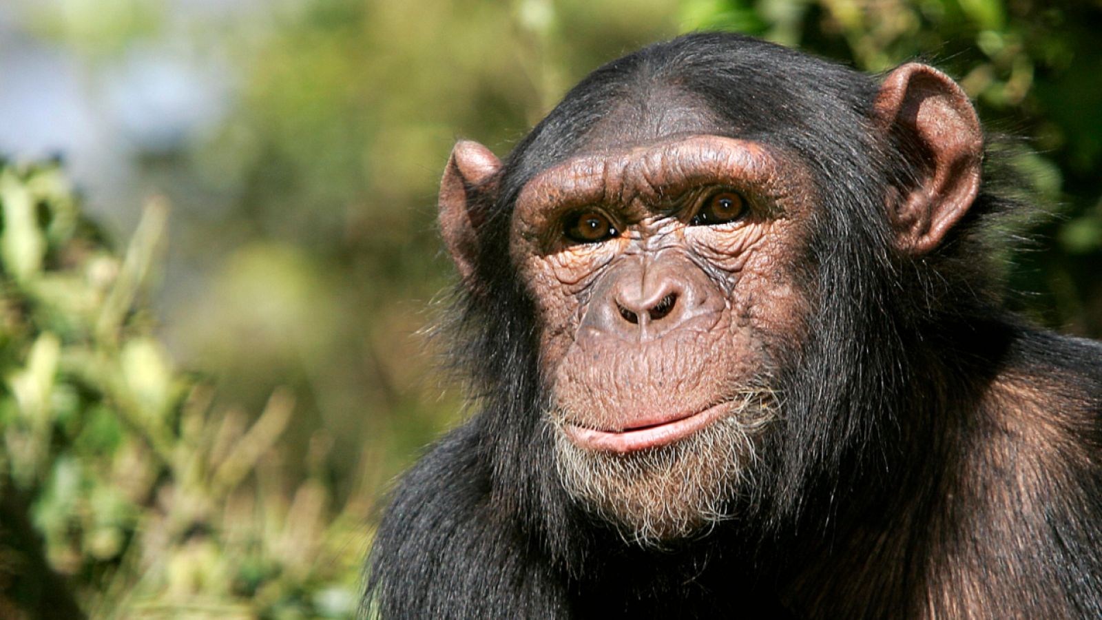  Día Mundial del Chimpancé