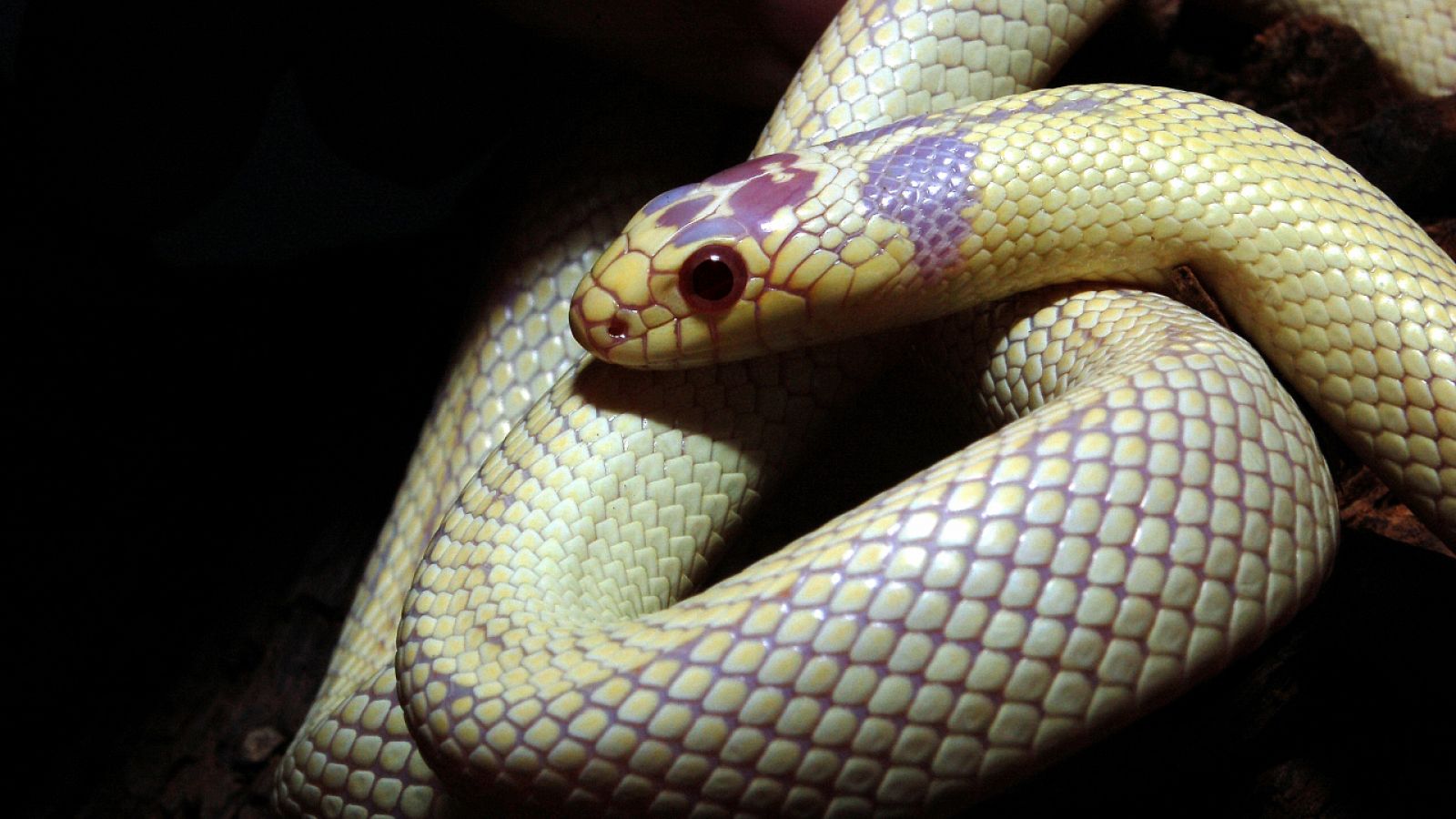 Aquí la Tierra - Día Mundial de las Serpientes