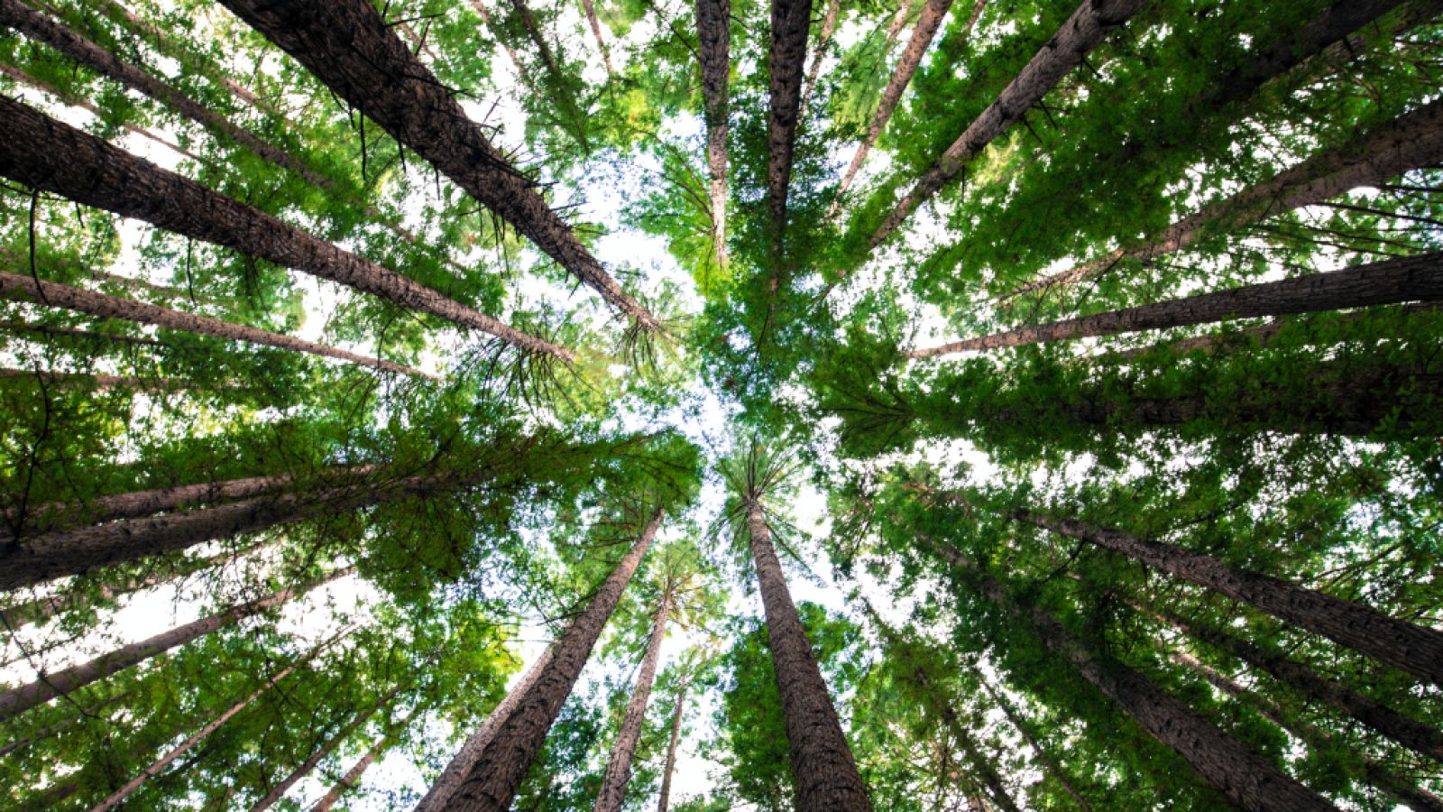 Así es Ecosia, el buscador ecológico que planta y protege árboles