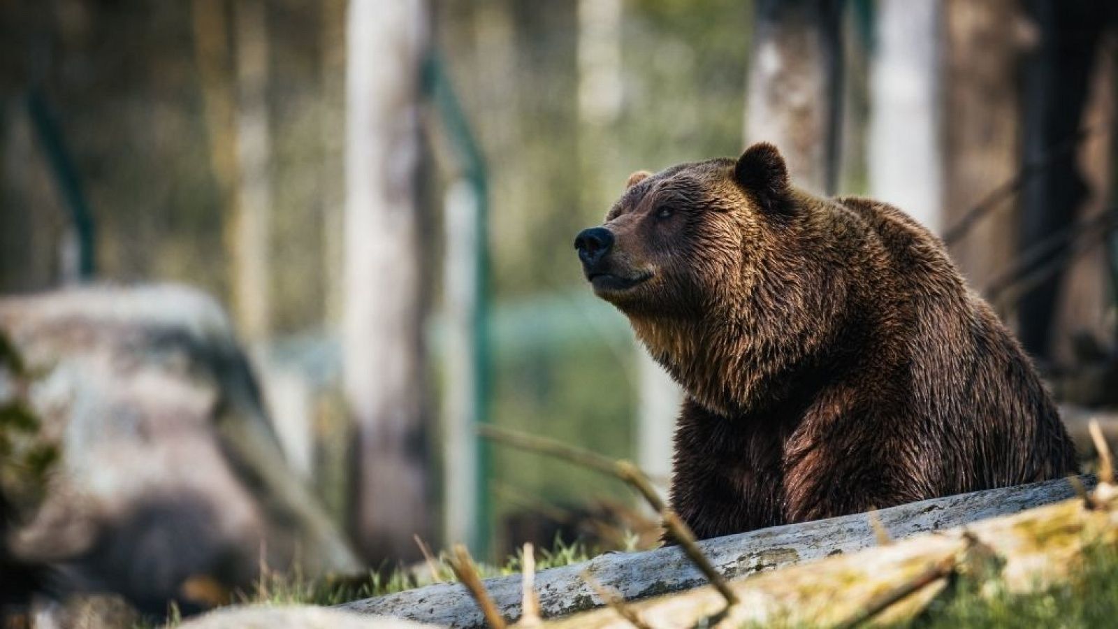 Encuentran un oso de la Edad de Hielo de hace 39.500 años