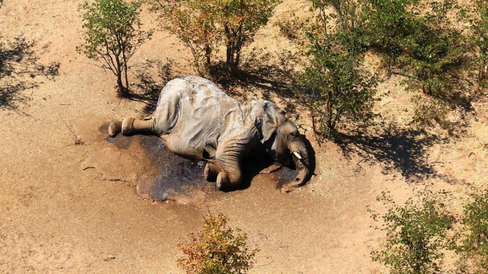 Uno de los centenares de elefantes que aparecieron muertos en Botsuana