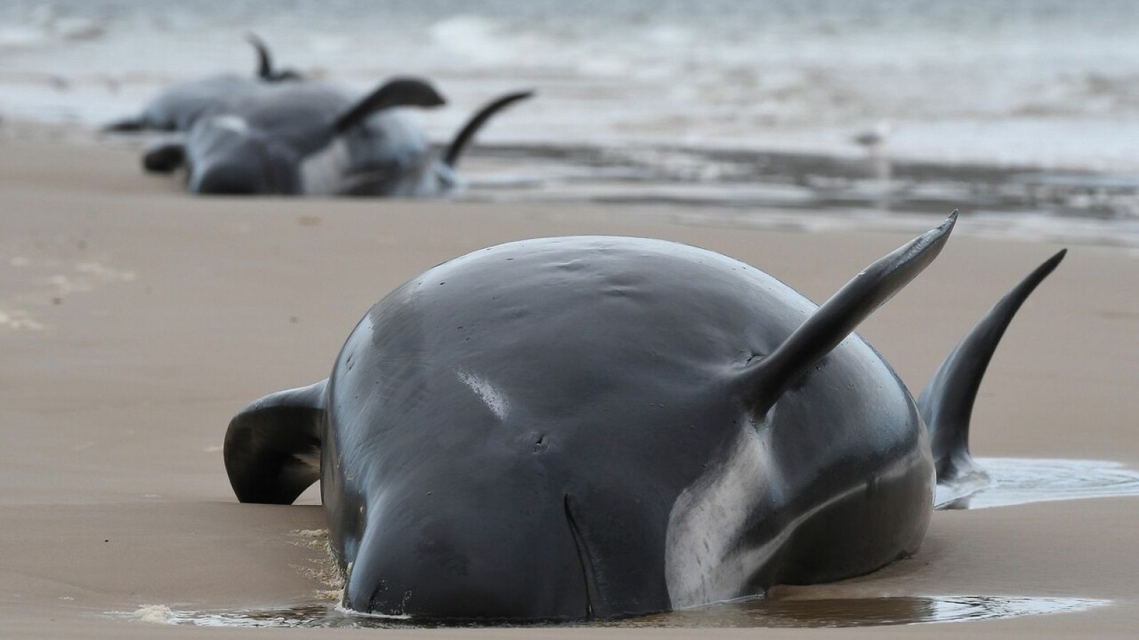 Varias de las ballenas piloto que han muerto al quedar varadas en las costas de Tasmania
