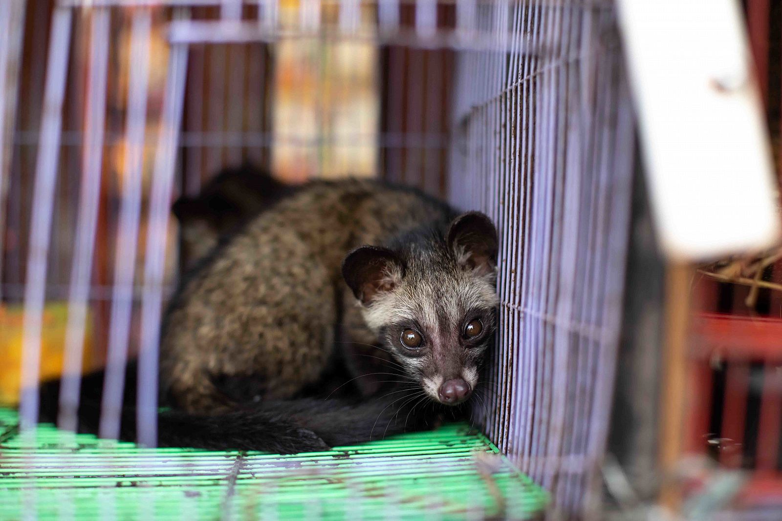 El tráfico de animales salvajes ¿detrás de la pandemia?