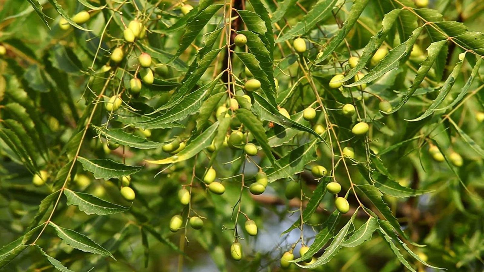 Neem indio, árbol víctima de la biopiratería