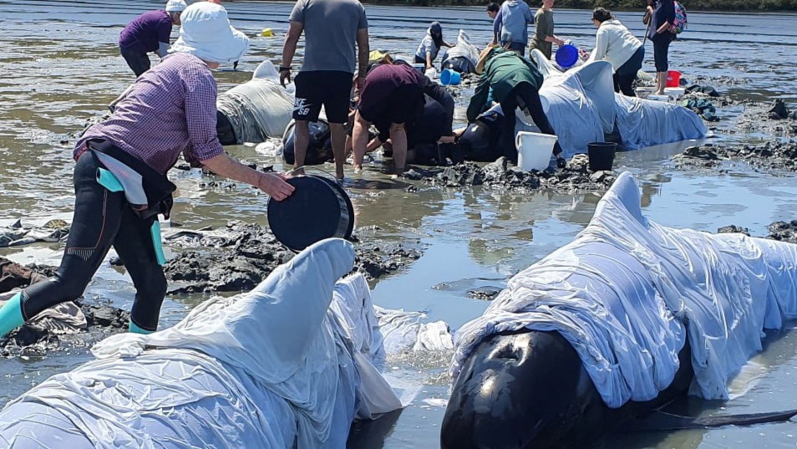 Imagen de los equipos de rescate tratando de salvar a las ballenas.