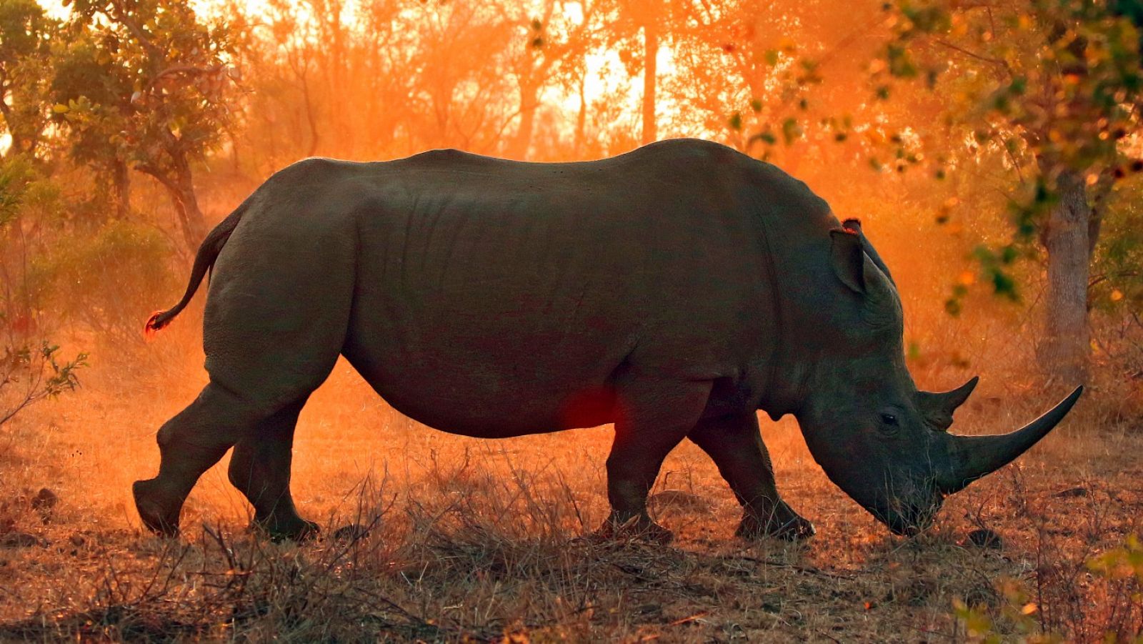 El rinoceronte habitó en el norte de la península en la prehistoria