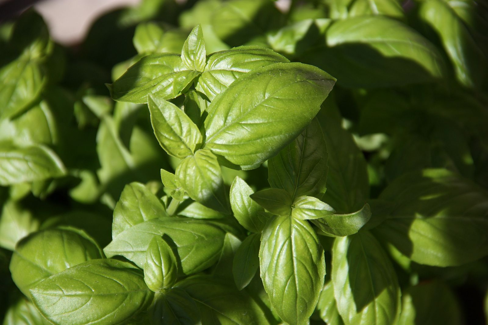 Planta de albahaca fresca