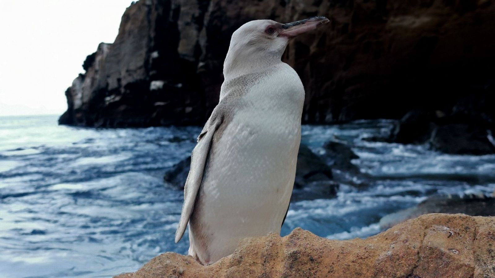 Una imagen del pingüino con aparente síndrome de leucismo avistado en una de las islas Galápagos.