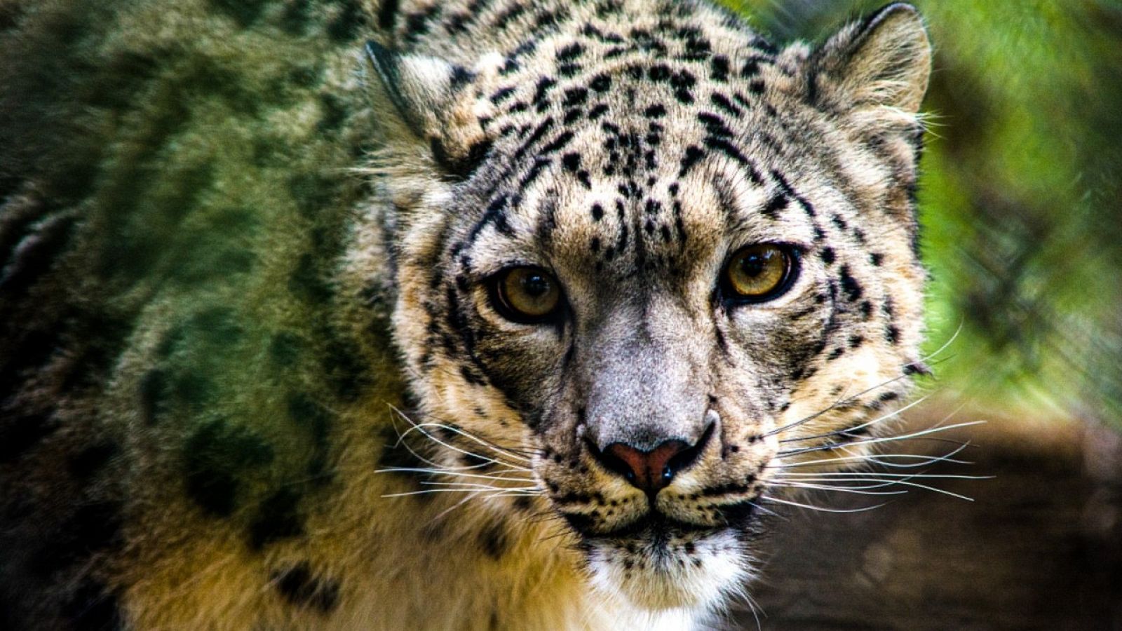 Fotografía cedida por el zoológico de Louisville en Kentucky donde aparece NeeCee, la hembra de leopardo de las nieves que ha dado positivo por COVID-19, convirtiéndose en el primer ejemplar de esta especie en contagiarse con este virus.