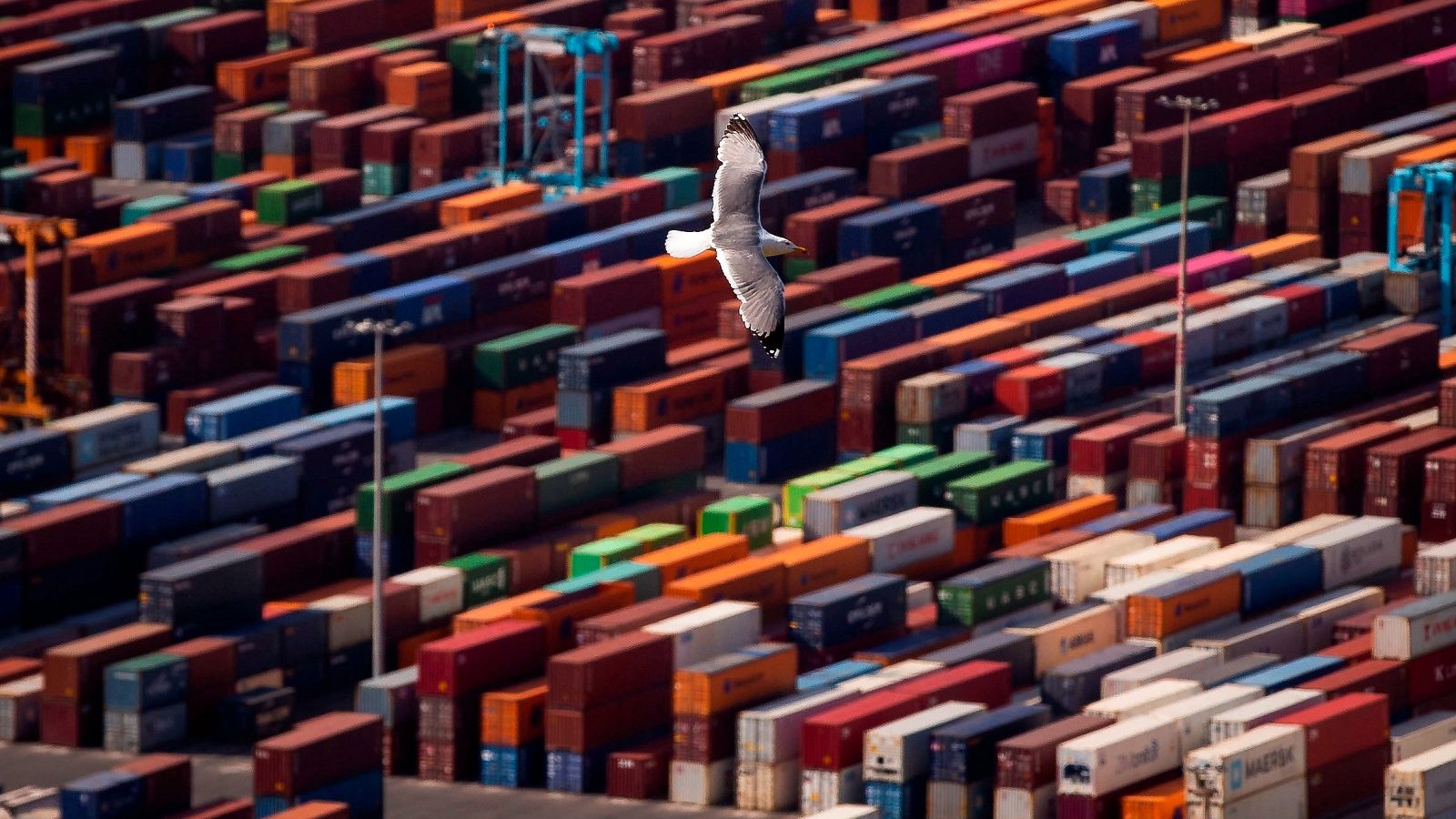 Una gaviota sobrevuela la terminal de contenedores del puerto de Barcelona