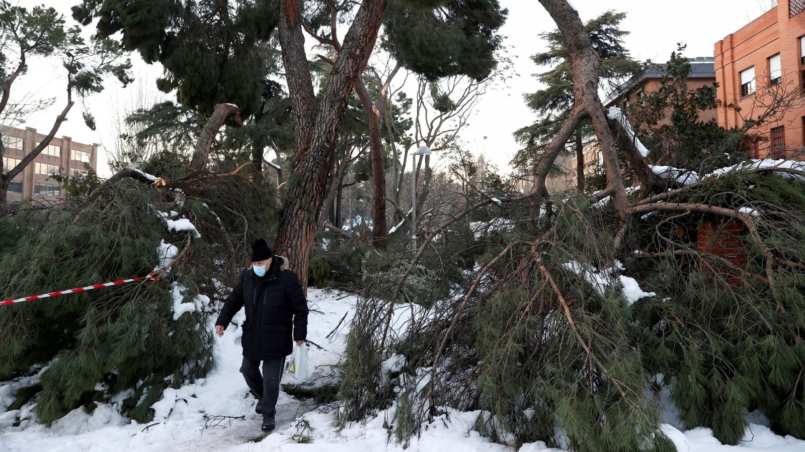 Un hombre camina junto a varios árboles caídos por la borrasca en Madrid