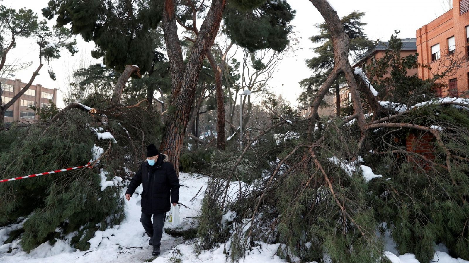 Un hombre caminando por la calle de Arturo Soria en Madrid junto a varios árboles caídos como consecuencia de la nevada provocada por la borrasca Filomena.