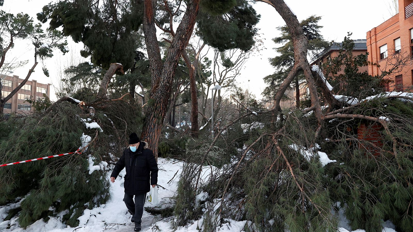 Un hombre camina junto a varios árboles caídos en la calle de Arturo Soria, en Madrid.