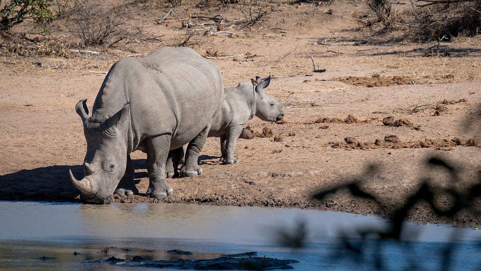 Sudáfrica es el país que posee la mayor colonia de rinocerontes en todo el mundo.