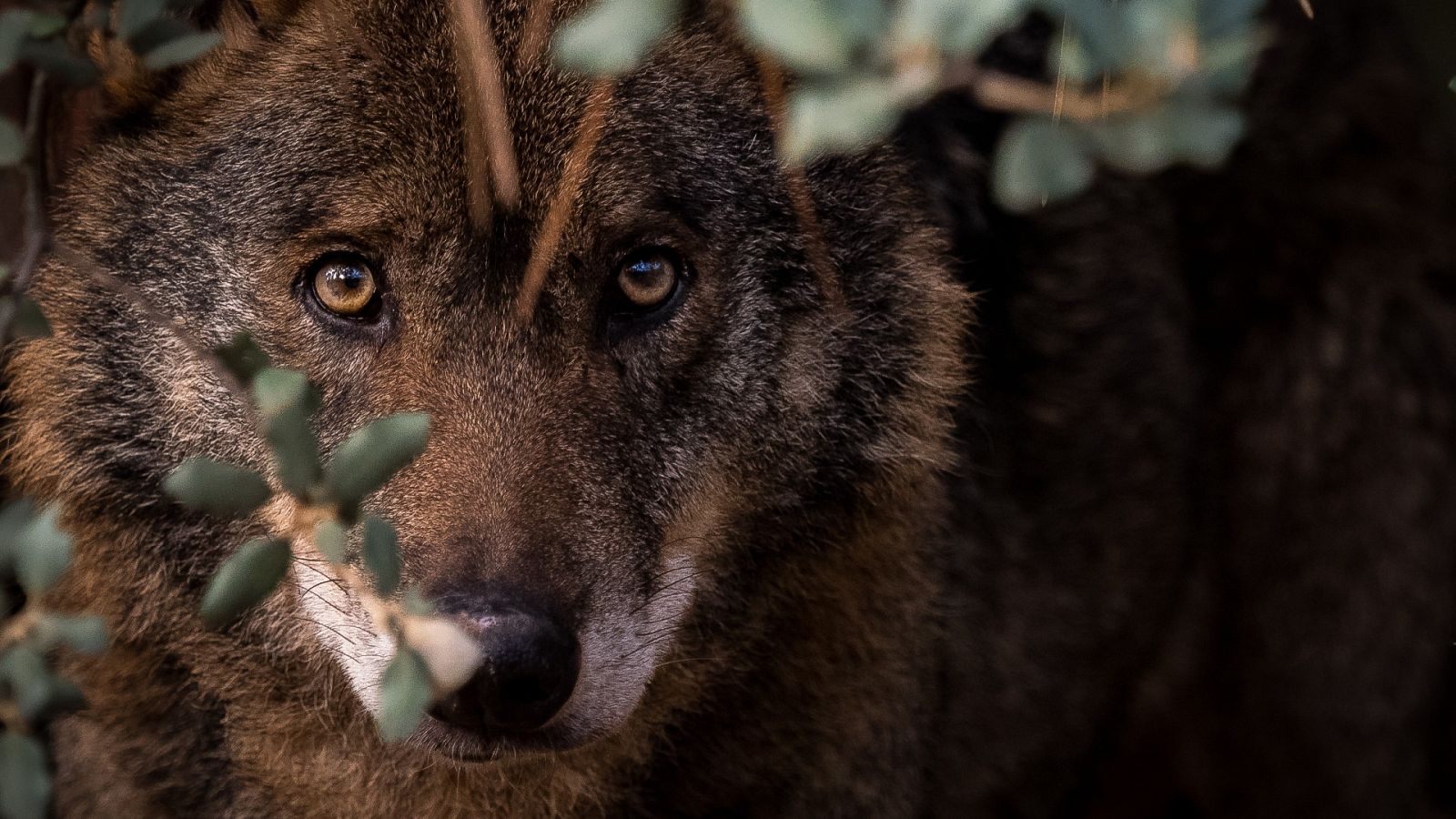 Un ejemplar de lobo ibérico (Canis lupus signatus) se esconde tras la maleza