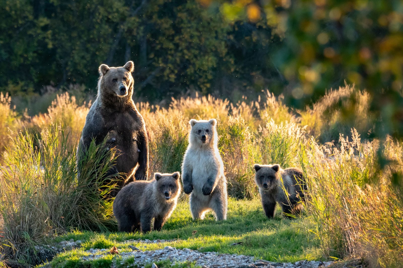 Día Mundial de la Protección de los Osos